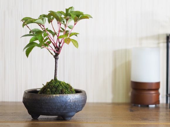 アメリカヅタの苔玉｜盆栽妙 – 盆栽妙 本店