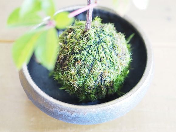 アメリカヅタの苔玉｜盆栽妙 – 盆栽妙 本店