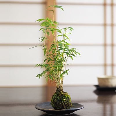 鳳凰竹の苔玉