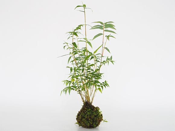 鳳凰竹の苔玉｜盆栽妙 – 盆栽妙 本店