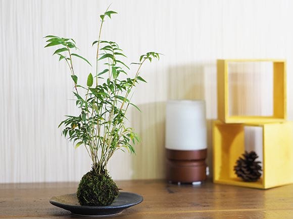 鳳凰竹の苔玉｜盆栽妙 – 盆栽妙 本店