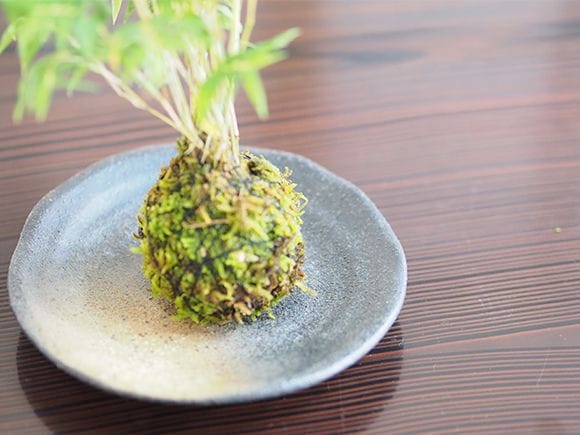 鳳凰竹の苔玉｜盆栽妙 – 盆栽妙 本店