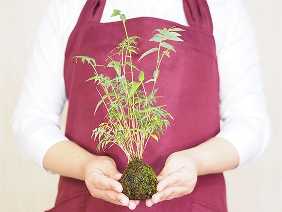 鳳凰竹の苔玉