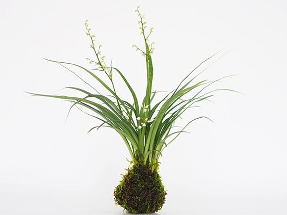ケイビランの苔玉