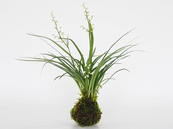 ケイビランの苔玉
