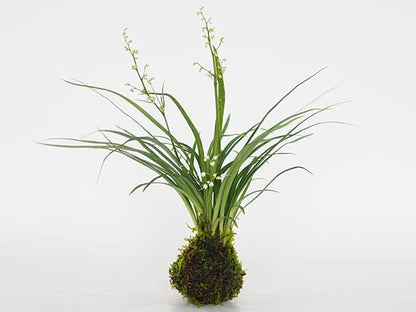 ケイビランの苔玉