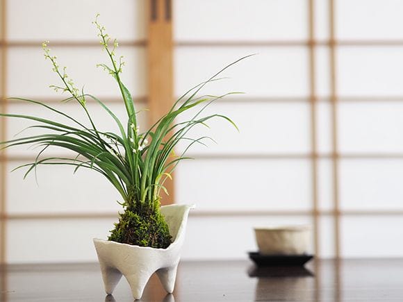 ケイビランの苔玉