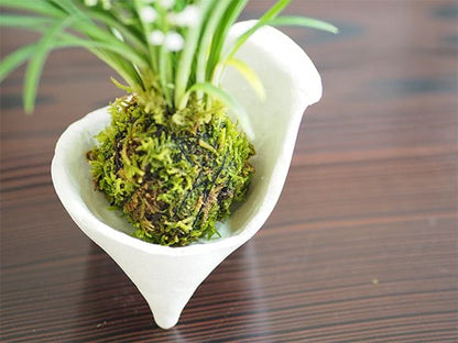 ケイビランの苔玉