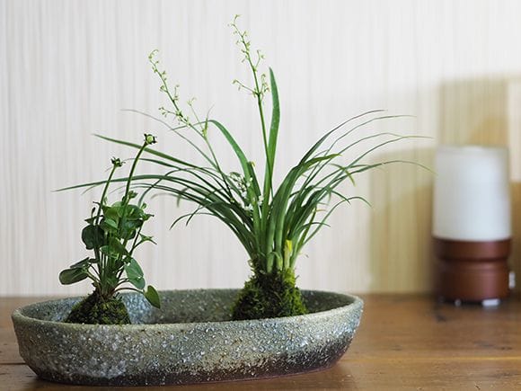ケイビランの苔玉