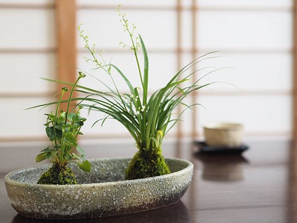 ケイビランの苔玉