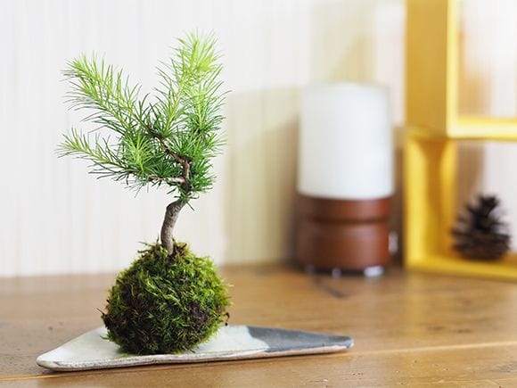 カラ松の苔玉