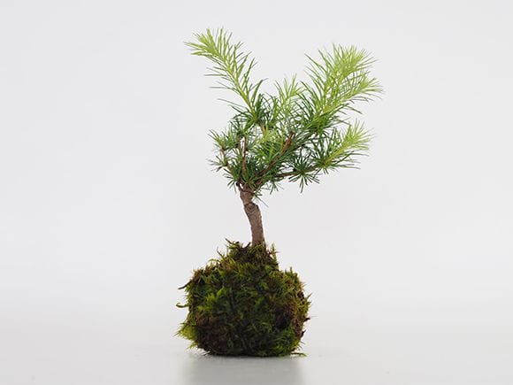 カラ松の苔玉