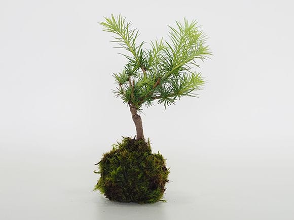 カラ松の苔玉