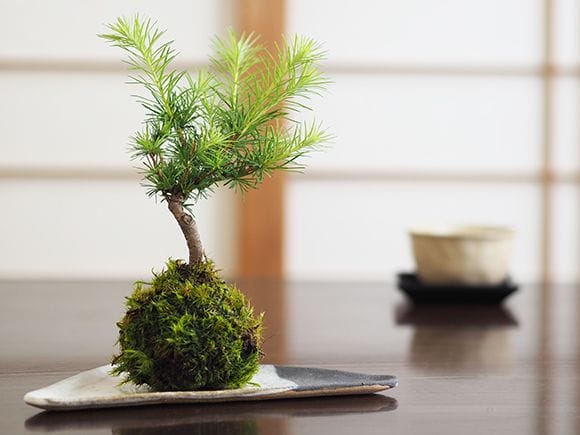 カラ松の苔玉