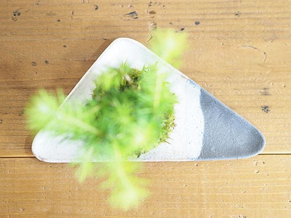 カラ松の苔玉