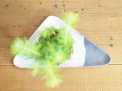 カラ松の苔玉