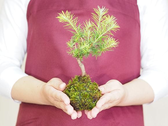 カラ松の苔玉