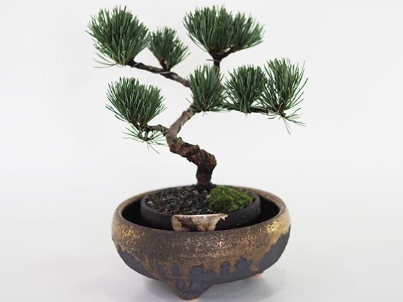 受け皿】【信楽焼】久庵 鉄鉢 5号｜盆栽妙 – 盆栽妙 本店