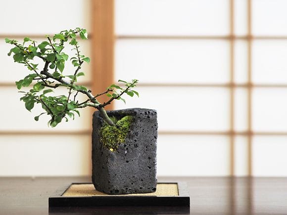 【植木鉢】水昇石 長方形