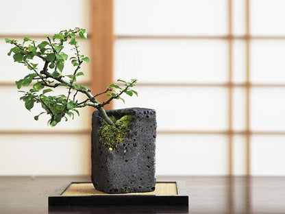 【植木鉢】水昇石 長方形