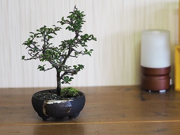 【信楽焼】【植木鉢】藤久 手造り鉢 浅型 4号