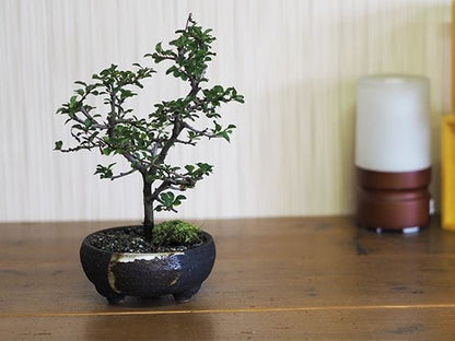 【信楽焼】【植木鉢】藤久 手造り鉢 浅型 4号