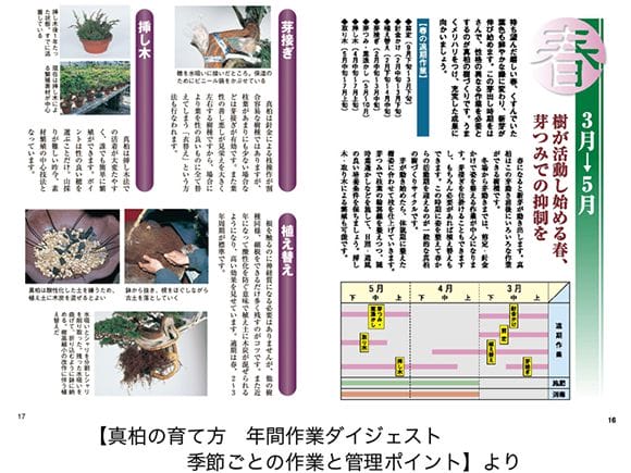 書籍】盆栽 真柏・杜松の育て方本 ブック 近代出版｜盆栽妙 – 盆栽妙 本店