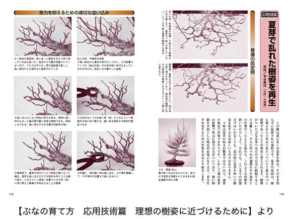 【書籍】盆栽 山もみじ・ぶなの育て方本 ブック 近代出版