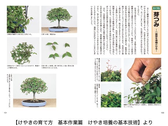 [盆栽]欅/ケヤキ/貴風//紅葉/楓 盆栽]欅/ケヤキ/貴風//紅葉/楓 盆栽]欅/ケヤキ/貴風//紅葉/楓