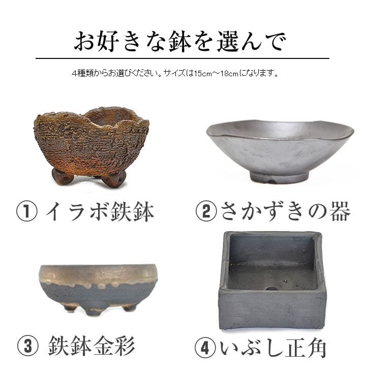 おまかせ鉢よせ Amazon｜季節のおまかせ寄せ植え 寄せ鉢 鉢花 お任せ種類できれいに
