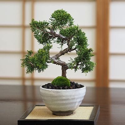 真柏(シンパク)盆栽の販売|盆栽妙 – 盆栽妙 本店
