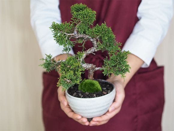 【小品　真柏盆栽】　　　　　　⭕良質お薦め品❗ 真柏 #盆栽 #bonsai #真柏