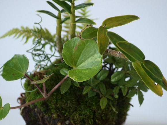 石付き しだの寄せ植え 1点もの No.24の盆栽を販売｜ギフトを贈るなら