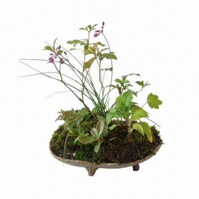 桜草 あせびの寄せ植え　1点もの No.25