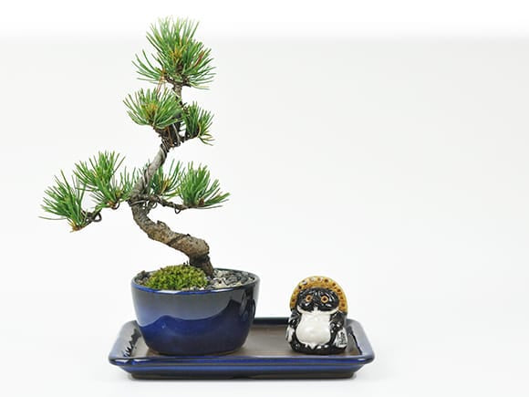 万古焼 生子 6号 長角受皿 幅19cm×奥行14cm×高さ1.6cm