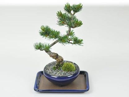 万古焼 生子 6号 長角受皿 幅19cm×奥行14cm×高さ1.6cm