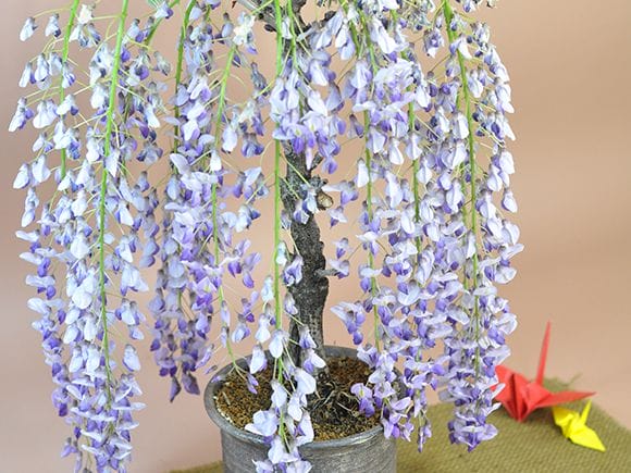 藤 1才藤 信楽焼 イラボの盆栽を販売｜盆栽妙 – 盆栽妙 本店