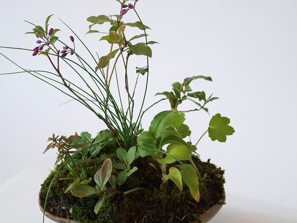 桜草 あせびの寄せ植え 1点もの No.25の盆栽を販売｜ギフトを贈るなら