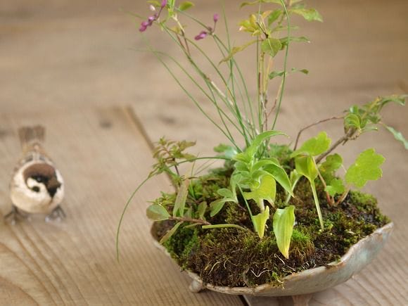 桜草 あせびの寄せ植え 1点もの No.25の盆栽を販売｜ギフトを贈るなら