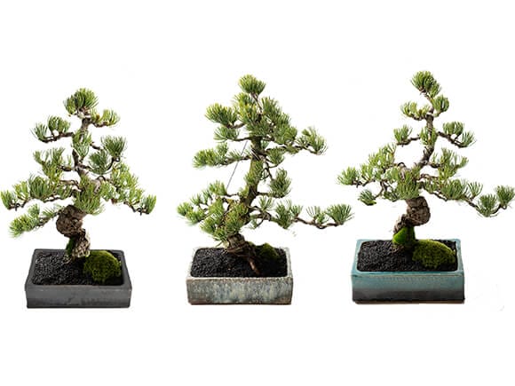 三河盆栽　桃山　五葉松　盆栽　素材　モモヤマ A group of Japanese white pine trees that can withstand wind and