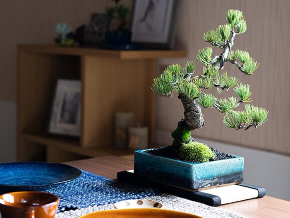 五葉松 花鳥風月 洗練された和モダン 雅シリーズ