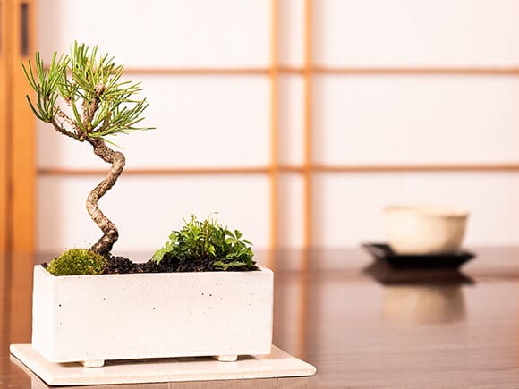 モダン盆栽 受皿付き シンプルライフシリーズ M 黒松 梅花オーレン