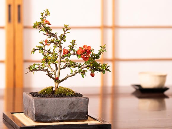 長寿梅 洗練された和モダン 雅シリーズ｜盆栽妙 – 盆栽妙 本店
