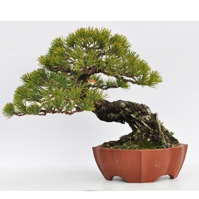 実生五葉松　1点もの No.1