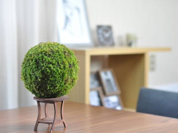 苔玉 盆栽 吊るしたり 置いたり ふんわり やさしい MOSS BALL