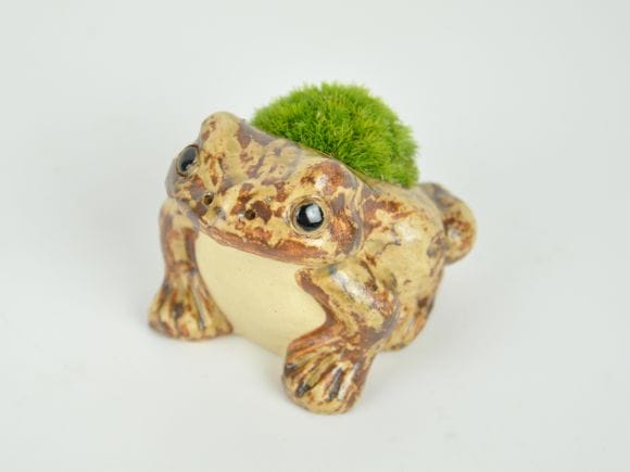 かえるの苔盆栽｜盆栽妙 – 盆栽妙 本店