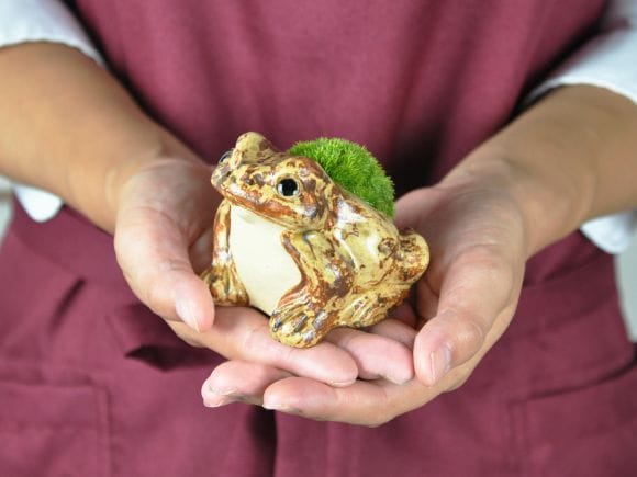 かえるの苔盆栽｜盆栽妙 – 盆栽妙 本店