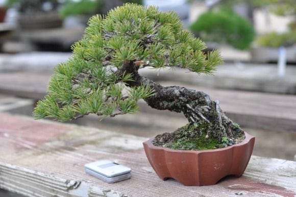 高松盆栽 五葉松 「威風堂々」を販売 ｜盆栽妙 – 盆栽妙 本店