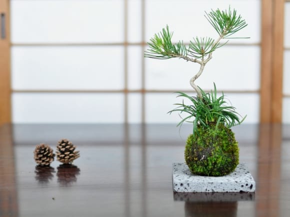 溶岩石の苔玉置き 小 13cmを販売｜盆栽妙 – 盆栽妙 本店