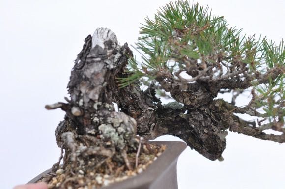 赤松 1点もの No.2の盆栽を販売｜初心者は盆栽妙 – 盆栽妙 本店